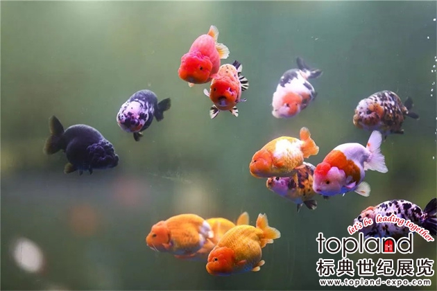 11月10日-12日，2023中国国际厦门休闲渔业展重磅来袭！